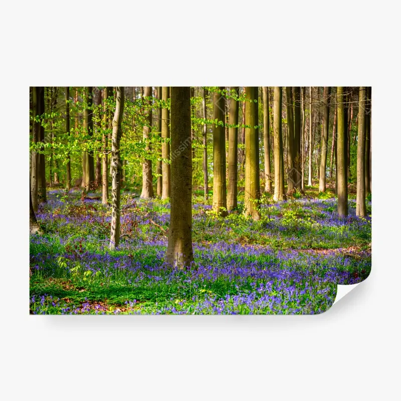 Wälder – Wallnifity®