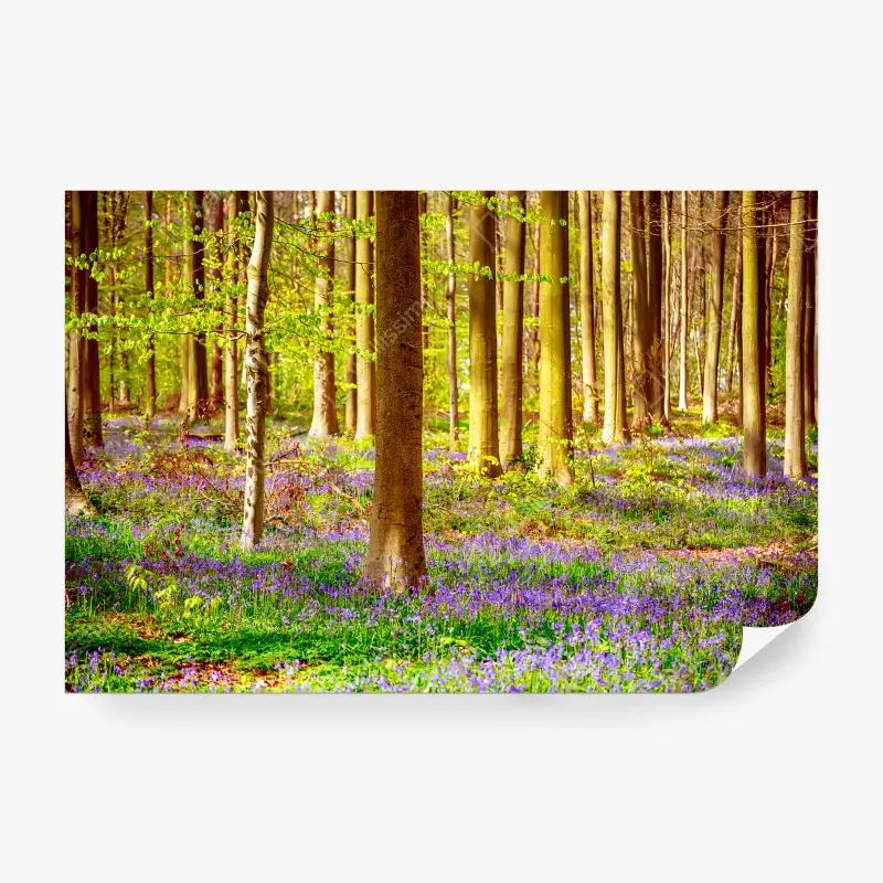 Wälder – Wallnifity®