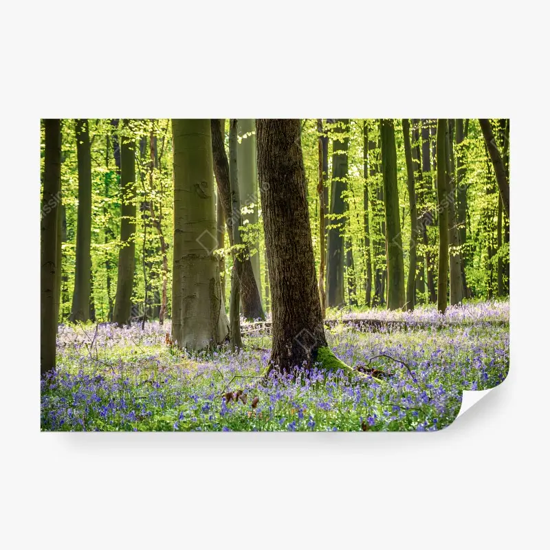 Wälder – Wallnifity®