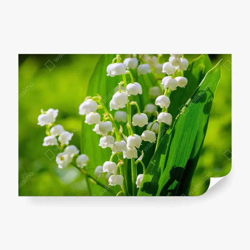 Blumen & Pflanzen – Wallnifity®