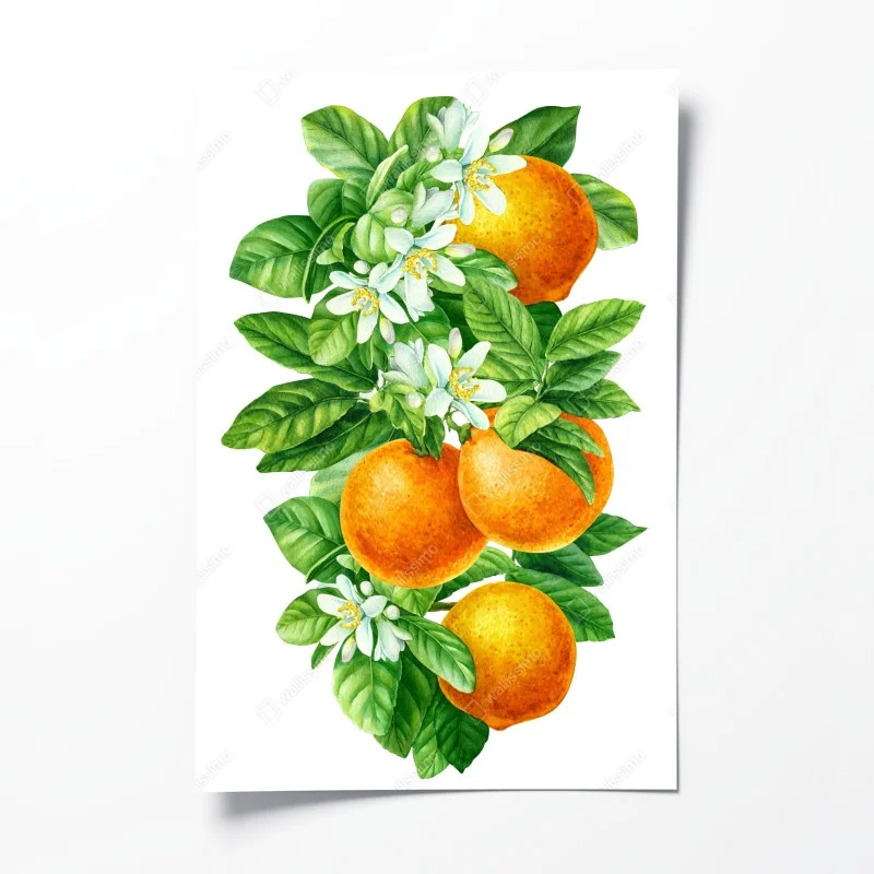 Poster zitrusblüten und reife orangen