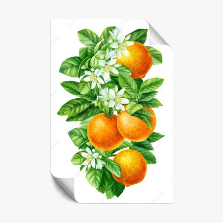 Poster zitrusblüten und reife orangen – Wallnifity®