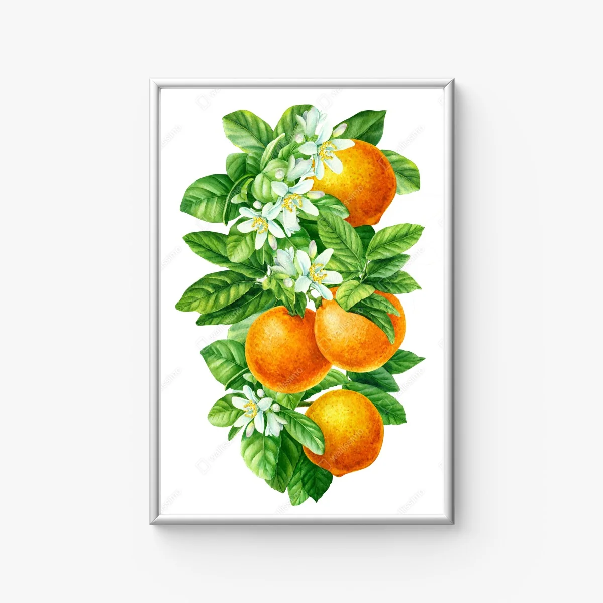 Poster zitrusblüten und reife orangen – Wallnifity® Poster zitrusblüten und reife orangen – Wallnifity®
