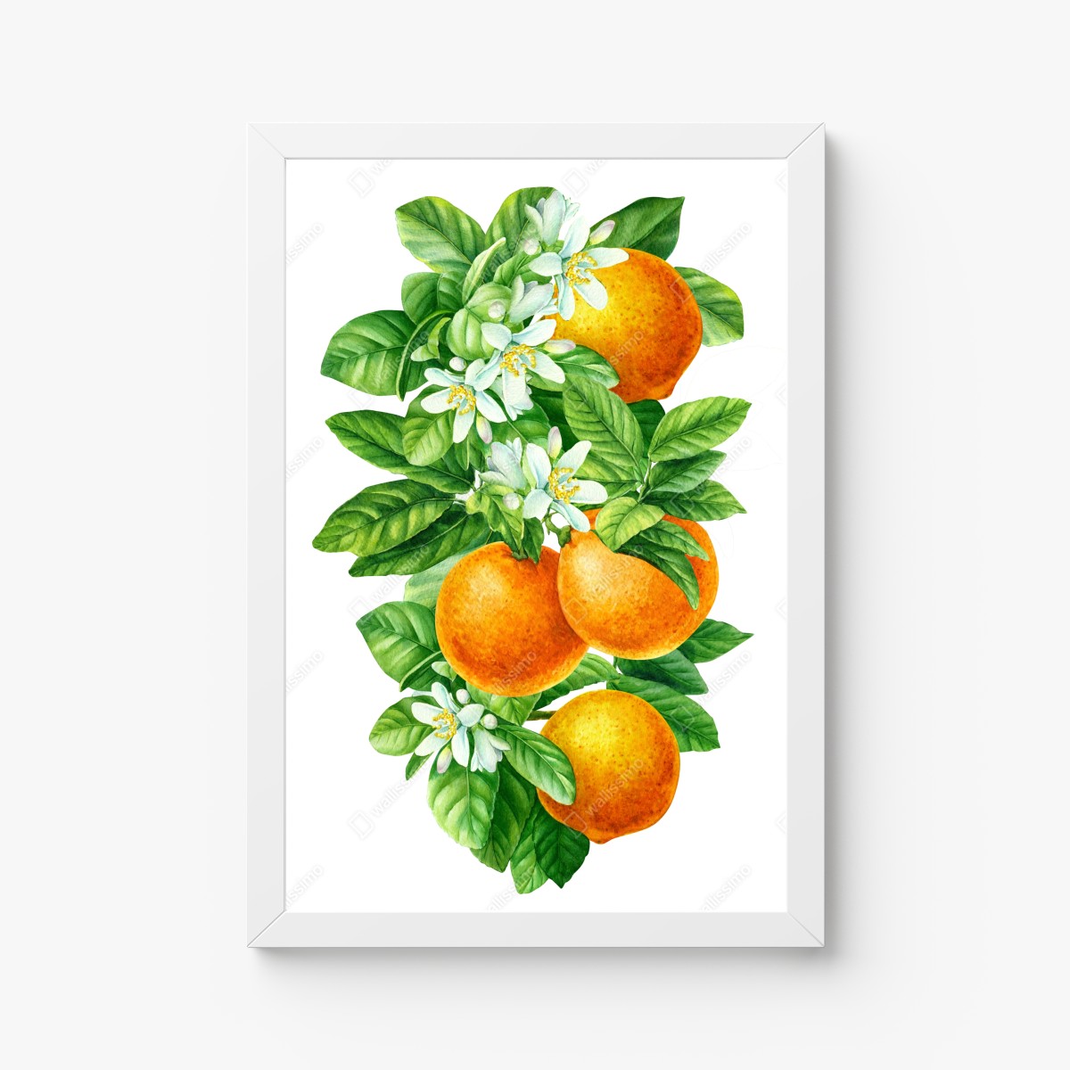 Poster zitrusblüten und reife orangen – Wallnifity®