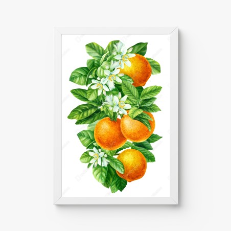 Poster zitrusblüten und reife orangen – Wallnifity®