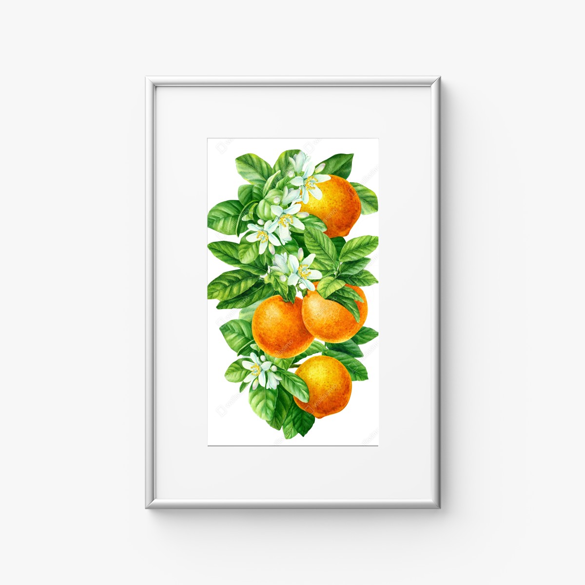Poster zitrusblüten und reife orangen – Wallnifity®