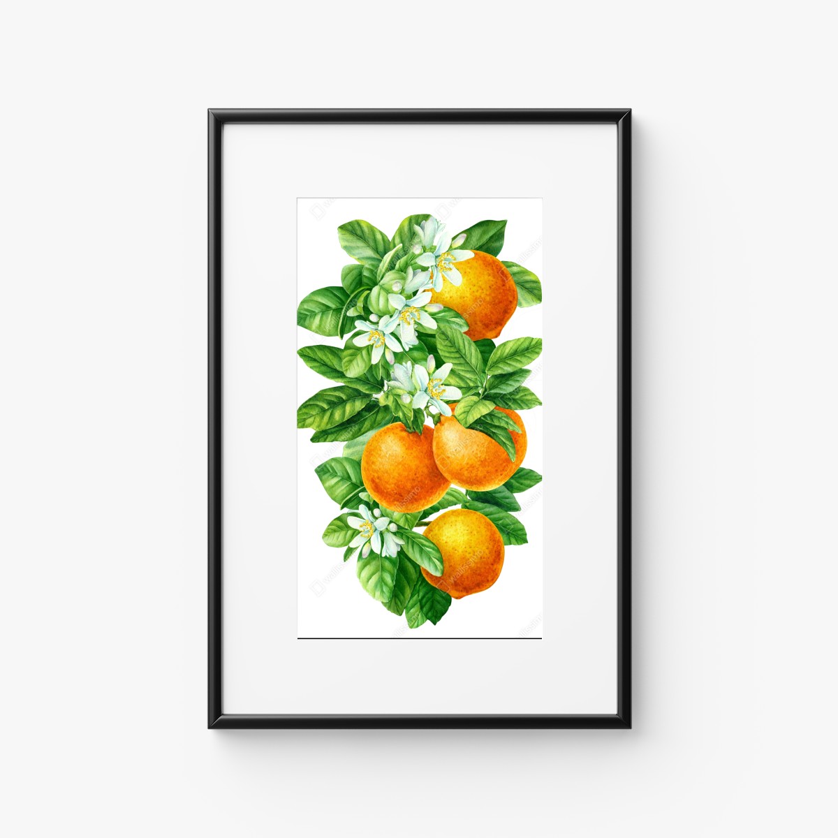 Poster zitrusblüten und reife orangen – Wallnifity®