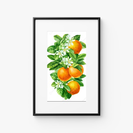 Poster zitrusblüten und reife orangen – Wallnifity®