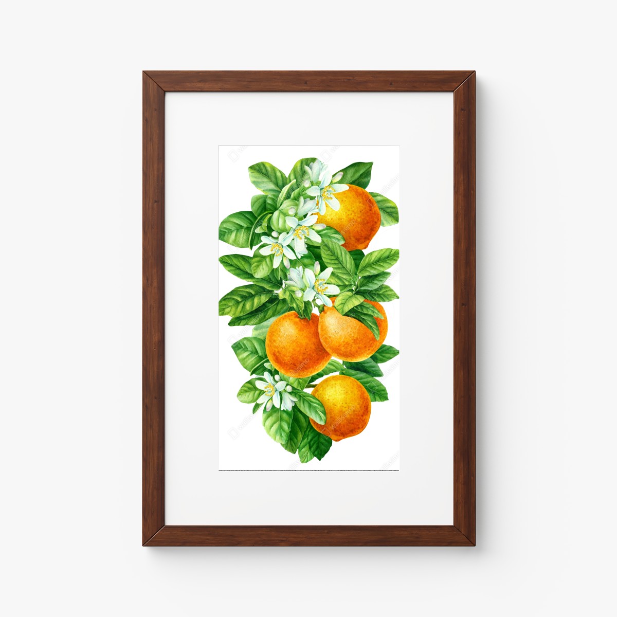 Poster zitrusblüten und reife orangen – Wallnifity®