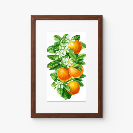 Poster zitrusblüten und reife orangen – Wallnifity®