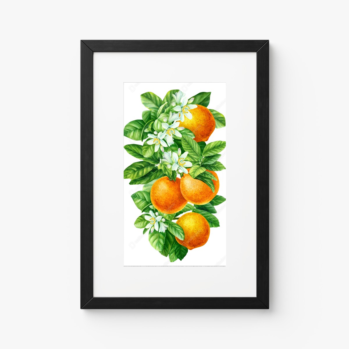 Poster zitrusblüten und reife orangen – Wallnifity®