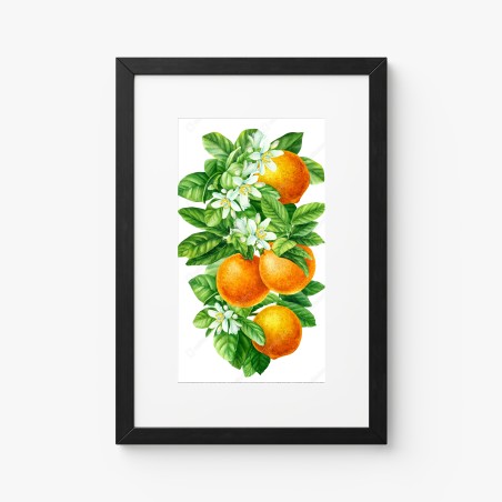 Poster zitrusblüten und reife orangen – Wallnifity®