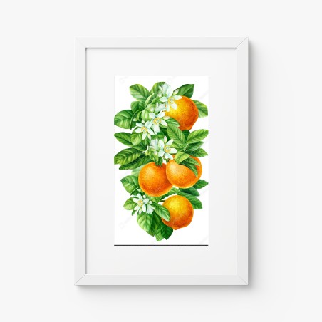 Poster zitrusblüten und reife orangen – Wallnifity®