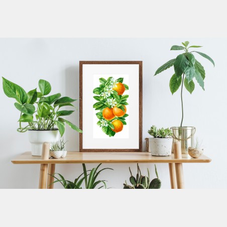 Poster zitrusblüten und reife orangen – Wallnifity®