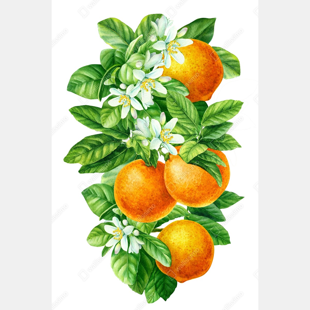 Poster zitrusblüten und reife orangen – Wallnifity®