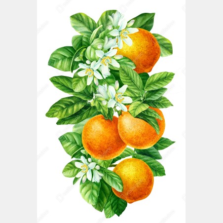 Poster zitrusblüten und reife orangen – Wallnifity®